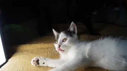 beautiful tricolor fold cat lies on the sofa. cat eyes. pretty cat. beautiful elegant cat. Kitten,...
