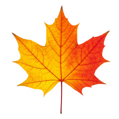 Autumn Maple Leaf Illustration