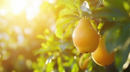 Ripe yellow pears hanging on a tree branch in the sunlight during a warm afternoon in an orchard