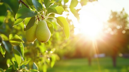 Pears ripening on a tree in the sunlight during late afternoon in a serene garden