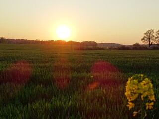 sunrise over the field