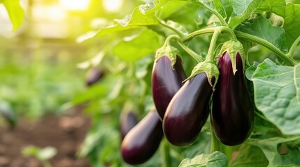 Vibrant eggplants growing in a lush garden during sunset