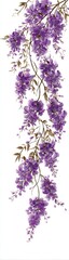 Purple wisteria cascade on white background
