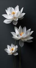 Three elegant white lotus flowers, delicate petals,  soft lighting against a dark gray background