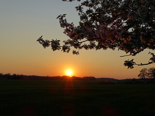 sunset in the forest