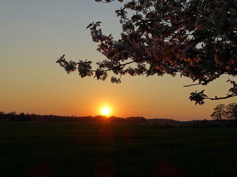sunset in the forest