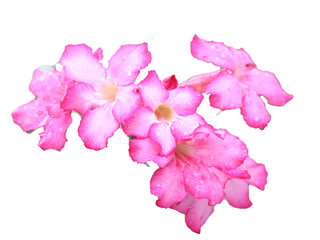 pink rose isolated on white background