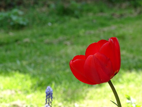 Red tulip
