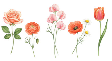 Obraz premium Floral Array of Elegance: A collection of five vibrant watercolor paintings of individual flowers, each possessing unique beauty and detail, including a rose, ranunculus, sweet pea, poppy, daisy.