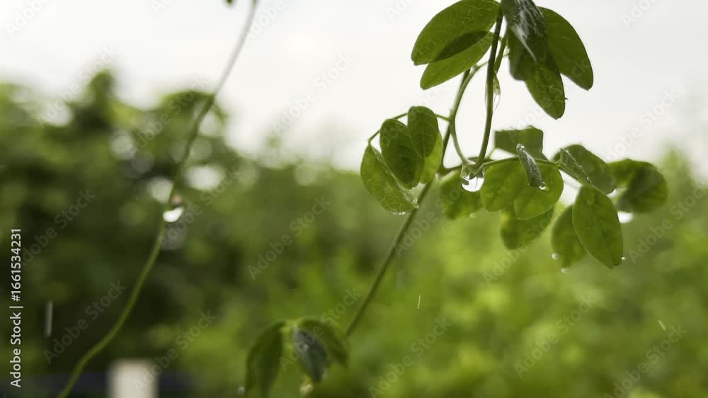Poster a serene moment in nature, with a branch swaying gently in the rain. the soft focus and blurred back