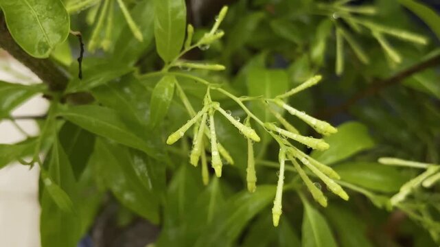 close-up view of a Raat Rani (Night Blooming Jasmine) plant, showcasing its green leaves and small, light-green buds.