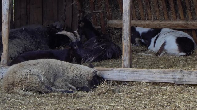 Close-up of a mix of lying and eating Hungarian native goats and a Racka sheep in a barn.