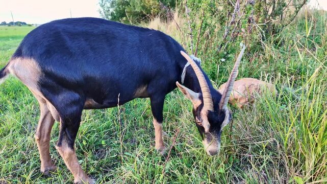 Close-up view of a hungry Biquette mange grazing on green grass in a countryside meadow.