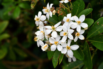 White flowers of the Mexican orange tree (Choisya ternata)