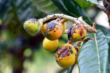 Loquat (Eriobotrya japonica) fruits attacked by the fungus Fusic