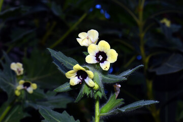 Henbane flowers (Hyoscyamus niger), a toxic, hallucinogenic and medicinal species