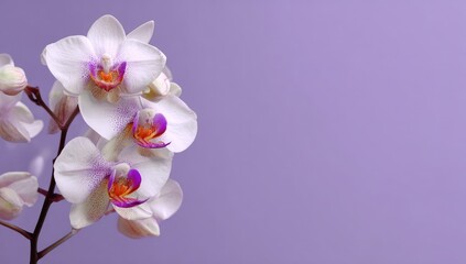 Close-up of delicate, white orchids with hints of purple and orange