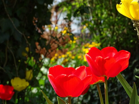 red and yellow tulips