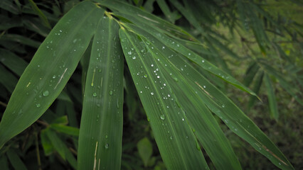 Close-Up of Bamboo Leaves with Water Droplets