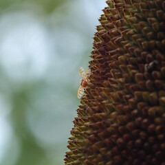 Fototapeta premium Moth on Jackfruit Closeup