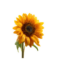 Fototapeta premium A vibrant sunflower adorned with sparkling water droplets on its petals