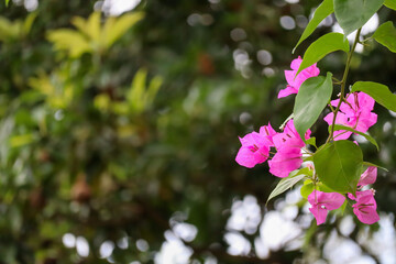 Close-up bougainvillea pink flowers with green leaves in natural garden background