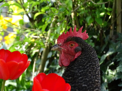 free range chicken