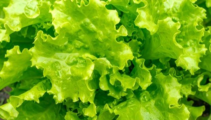 Closeup green fresh lettuce