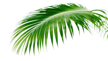 Obraz premium Isolated closeup of vibrant green tropical foliage of a palmate leaf against a clean white backdrop