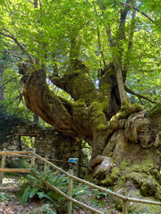 Castaño milenario de Entrambosríos en Parada de Sil Ribeira Sacra