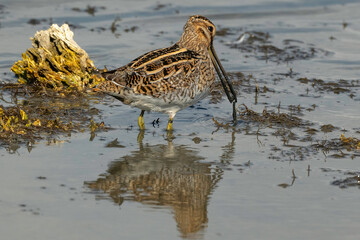 Bécassine des marais,Gallinago gallinago, Common Snip