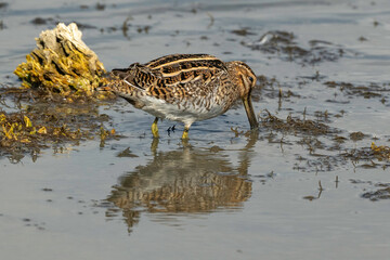 Bécassine des marais,
Gallinago gallinago, Common Snip