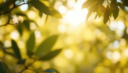 Sunlight Filtering Through Branches and Green Leaves Creates a Warm and Serene Natural Background