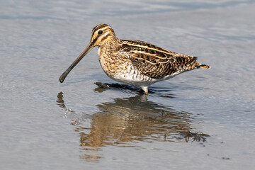 Bécassine des marais,
Gallinago gallinago, Common Snip