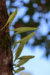 A Green Plant Growing on a Tree