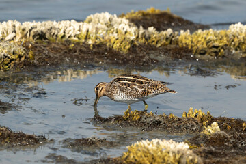 Bécassine des marais,
Gallinago gallinago, Common Snip