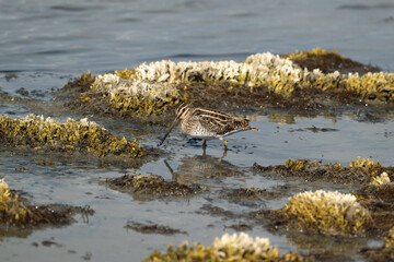 Bécassine des marais,
Gallinago gallinago, Common Snip