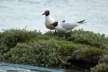 Mouette rieuse, Chroicocephalus ridibundus, Black headed Gull, nid, Obione portulacoides, Obione , pourpier