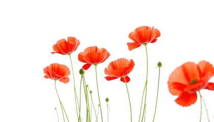 Naklejka premium Vibrant blossoms with delicate petals stretch gracefully upwards, their scarlet hues creating a striking contrast against a pristine background