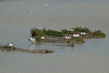 Avocette élégante, Recurvirostra avosetta, Pied Avocet, Mouette rieuse,  Chroicocephalus ridibundus, Black headed Gull, nids © JAG IMAGES