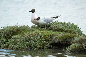Mouette rieuse, Chroicocephalus ridibundus, Black headed Gull, nid, Obione portulacoides, Obione , pourpier