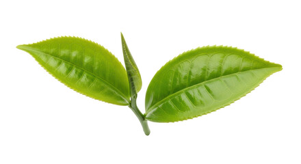 Isolated Tea Leaves