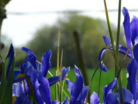 purple flowers