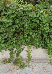 Fondo de follaje de hojas de hiedra en un muro y sobre la acera