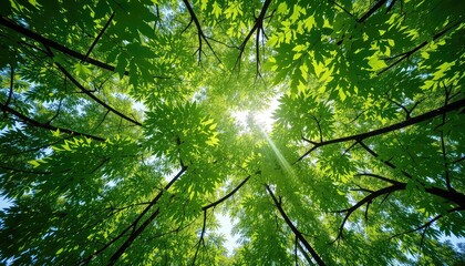 Looking Upward Through a Lush Green Canopy of Trees as Sunlight Filters Through the Leaves
