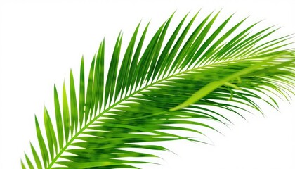 Obraz premium Lush botanical palm leaf against a bright background showcases vibrant hues of natural green foliage