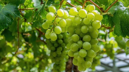 Green grapes on vine (1)