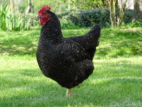 free range chicken
