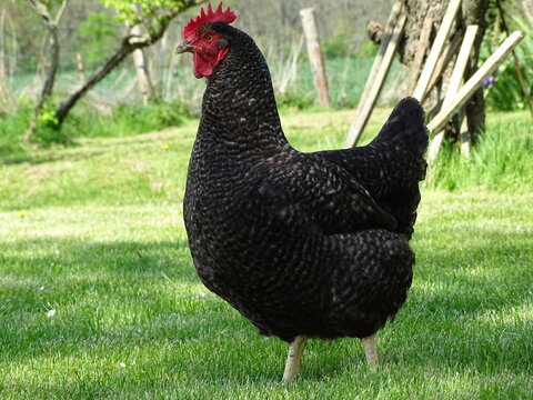 free range chicken