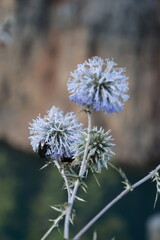 Bumblebee purple flower. thistle, High quality photo